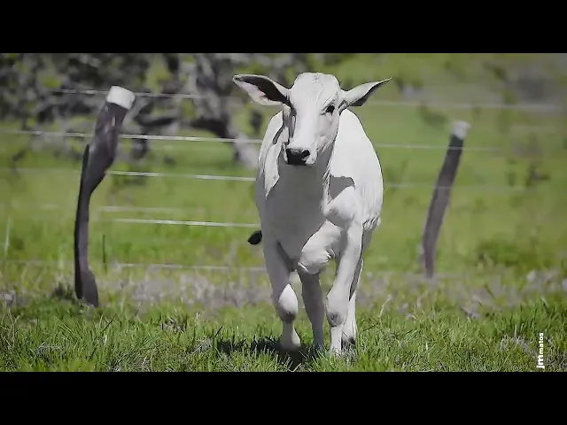 Novilha Nelore CLTN - 232