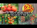 Download Lagu 🍅Unlocking Tomato Mastery: Top 10 Secrets for Exceptional Tomato Growth🍅
