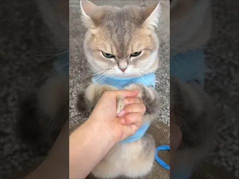 secrets cats never tell you