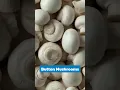 Download Lagu 6 Mushrooms You Can Grow at Home