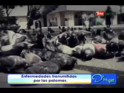 Enfermedades transmitidas por las palomas