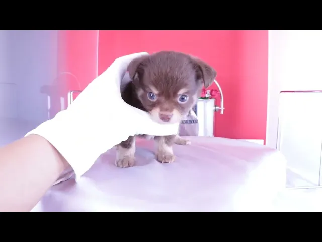 動画