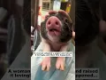 Download Lagu Adopt a piglet #animals #lovestory #cute#pig #piglet #pets #friendship