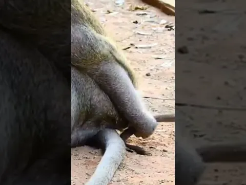 #monkey #cute #babymonkey #funny #animals #babymonkeybobby #babyanimal #babyprimate #cuteanimal