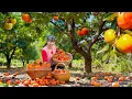 Download Lagu TIMELAPSE -- Harvest +1000 Persimmons Fruit, Go to Market Sell \u0026 Buy 100 Baby Wild Boars To Raise