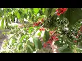 Ott s Farm In Modesto CA