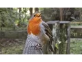 Download Lagu Robin Bird Song - Singing with Passion - The Loudest Robin Ever