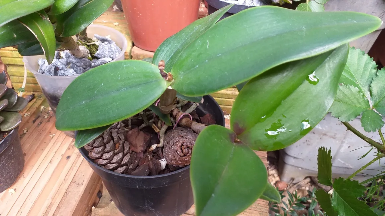 COMO PLANTAR ORQUÍDEAS NA PINHA