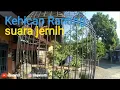 Download Lagu suara kehicap ranting