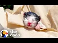 Download Lagu Rescued Kitten Has Still The Placenta Attached To Him | The Dodo