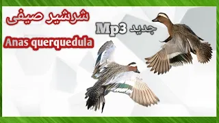 صوت الحذف شرشير صيفى Anas Querquedula Sound 