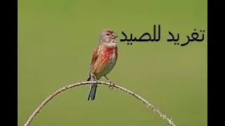 تغريد طائر التفاحي للصيد 