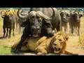 Download Lagu World's Deadliest MEGA EPISODE | 4K UHD | Wild Animals