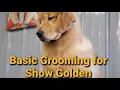 Groom With Me Grooming My Show Quality Golden Retriever