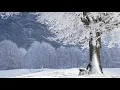 [Peace Music] Schubert Piano Trio NO.2 op100 2hr repeat #comfort #comforting_words