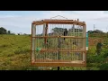 Bullfinch sweet role