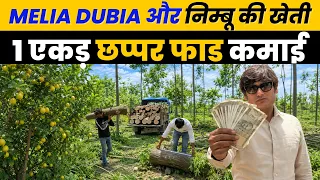 1 एकड़ में डबल कमाई! MELIA DUBIA + नींबू की खेती का गज़ब मॉडल Malabar Neem Farming