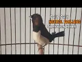 Download Lagu BURUNG EMPRIT JAWA GACOR ISIAN KENARI
