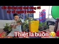 Download Lagu cắt đôn lại cây mai vàng thác đổ do sự cố ngoài ý muốn