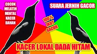 Download Kacer Lokal Dada Hitam Suara Jernih Untuk Pancingan MP3