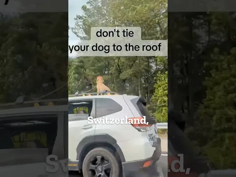 Weird Dog Laws That Actually Exist.