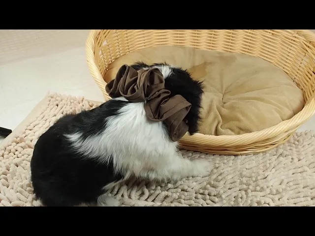 動画