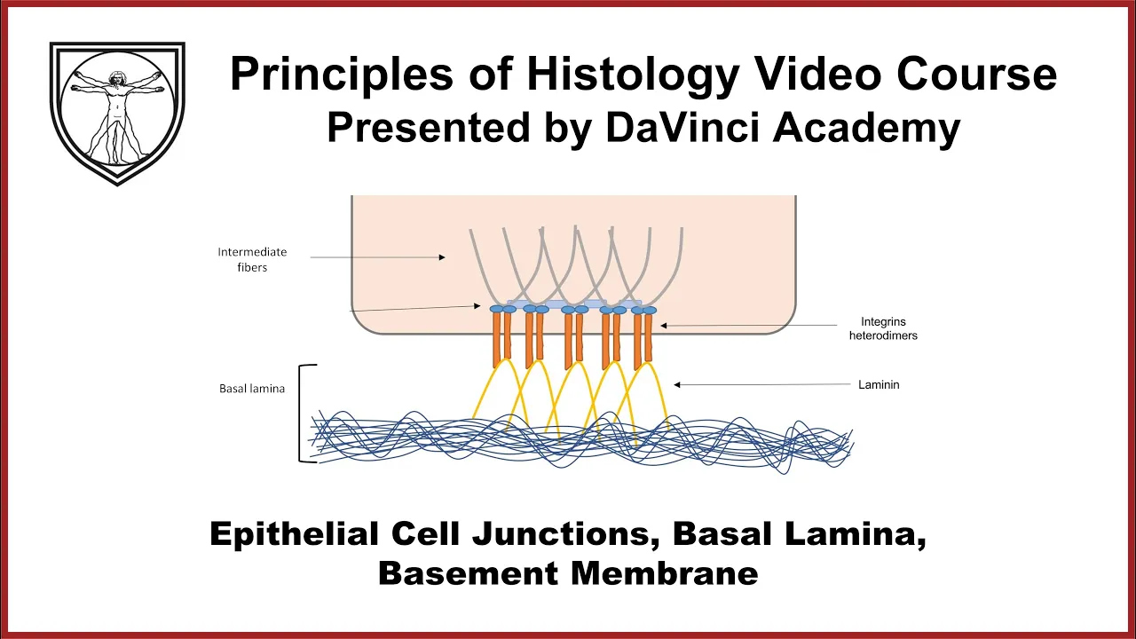 Epithelial Cell Junctions, Basal Lamina, Basement Membrane [Epithelium 2 of 7]