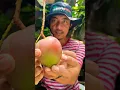 Download Lagu Bagian 3 | ‼️Ternyata Warna mangga apel mentah itu  ‼️ #putih #mentah #shortvideo #shortsvideo