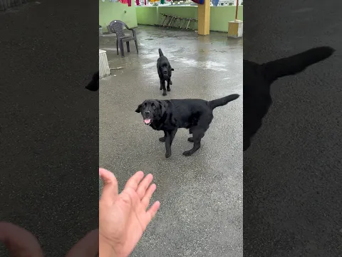 Doglovers Can Relate ❤️