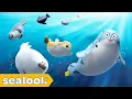 Download Lagu HAPPY! HAPPY! HAPPY!+ㅣSEALOOK Original Soundtrack MixㅣHappy International Day of Seal