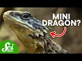 10 Hilarious Scientific Names You Have to Hear to Believe