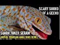 Lagu SUARA TOKEK, SUARA TOKEK PENGANTAR TIDUR, SUARA TOKEK YG KERAS SERAM, GECKO SOUND