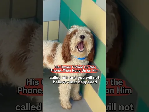 His Owner Picked Up the Phone..Then Hung Up on Him #puppy