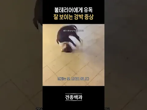 꼬리를 물을 때까지 멈추지 못함
