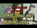 Download Lagu SUARA PIKAT SEMUA JENIS CIBLEK DIJAMIN ANTI GAGAL ...