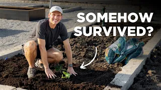 Saving My Old Asparagus and Rhubarb Plants