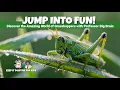 Grasshopper Facts for Kids Learn About Grasshoppers Nature Insects
