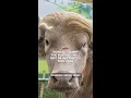 Donald Trump the buffalo will not be sacrificed this year