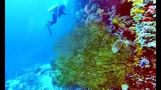 The Banda Islands Experience, Sailing in Indonesia  | 22° SOUTH | Ep.27