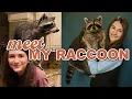 Lagu Meet My Pet Raccoon!
