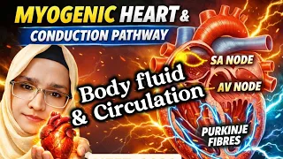 body fluid u0026 circulation impulse conduction from sa node to purkunji fibres class11th biology neet 