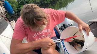 Ep 246 | Hunting Mud Crabs, Port Douglas, Sailing Nutshell