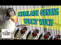 Download Lagu Bikin Gacor !!! Pancingan Burung Cabean / kemade Gunung Wucit wucit