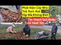 Download Lagu 1098# Thu Hoạch Quá Xá Nhiều Củ Hành Tây Luôn Vậy Mà Bấy Lâu Nay Không Biết Cây Nho Ở NHÀ Trái Nhiều
