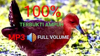 Download suara burung sintar mata merah 100% terbukti ampuh || mp3 full volume MP3