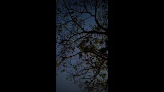عايده الأيوبي إن كنت غالي  دندنها