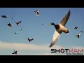 Download Lagu Duck Hunting Highlights - with a Shotkam