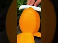 Download Lagu Mango lover || Aam || Yummy Mango cutting video.... love for mangoes 😋😋😋😋