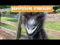 Chestatee Wildlife Preserve Zoo