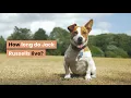 How long do Jack Russells live